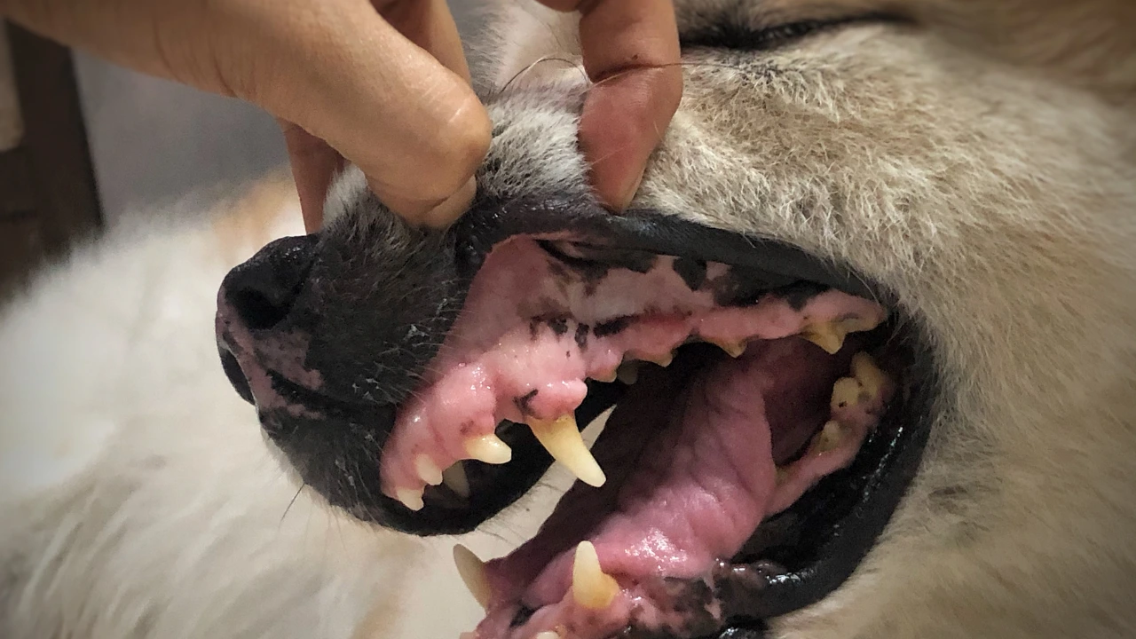 Kedi ve Köpeklerde Ağız Kokusu