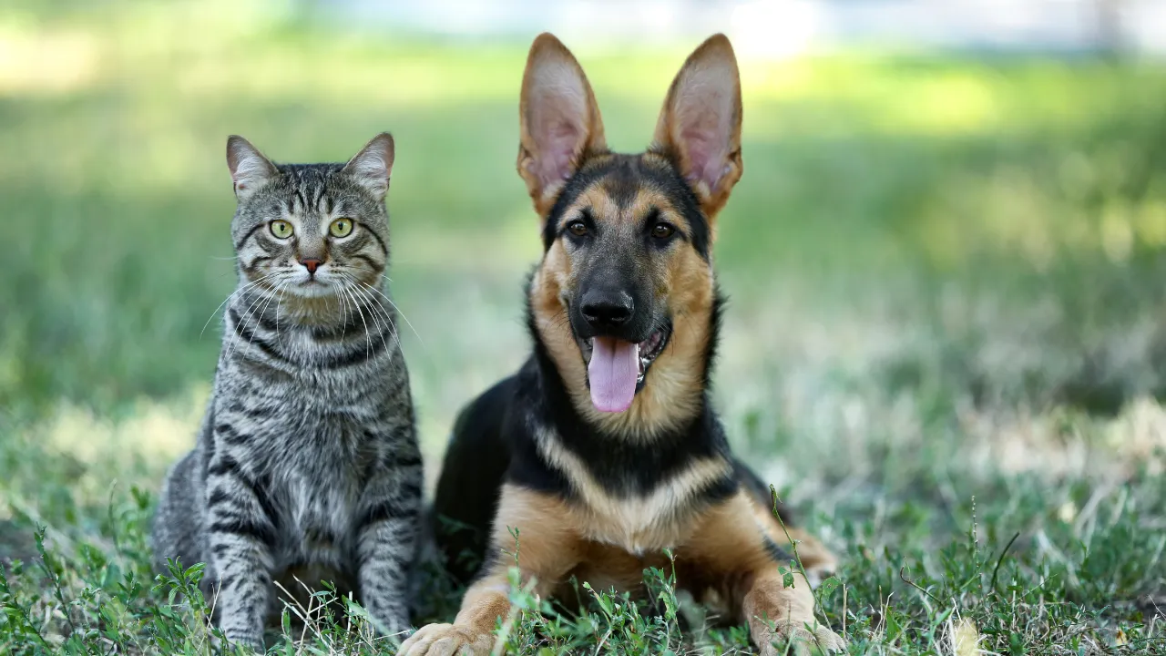 Kedi ve Köpeklerde Aşı Takvimi