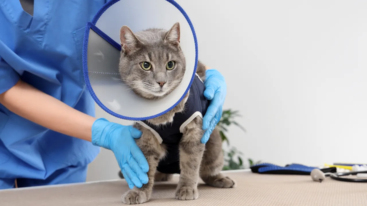 Kedi ve Köpeklerde Kısırlaştırma