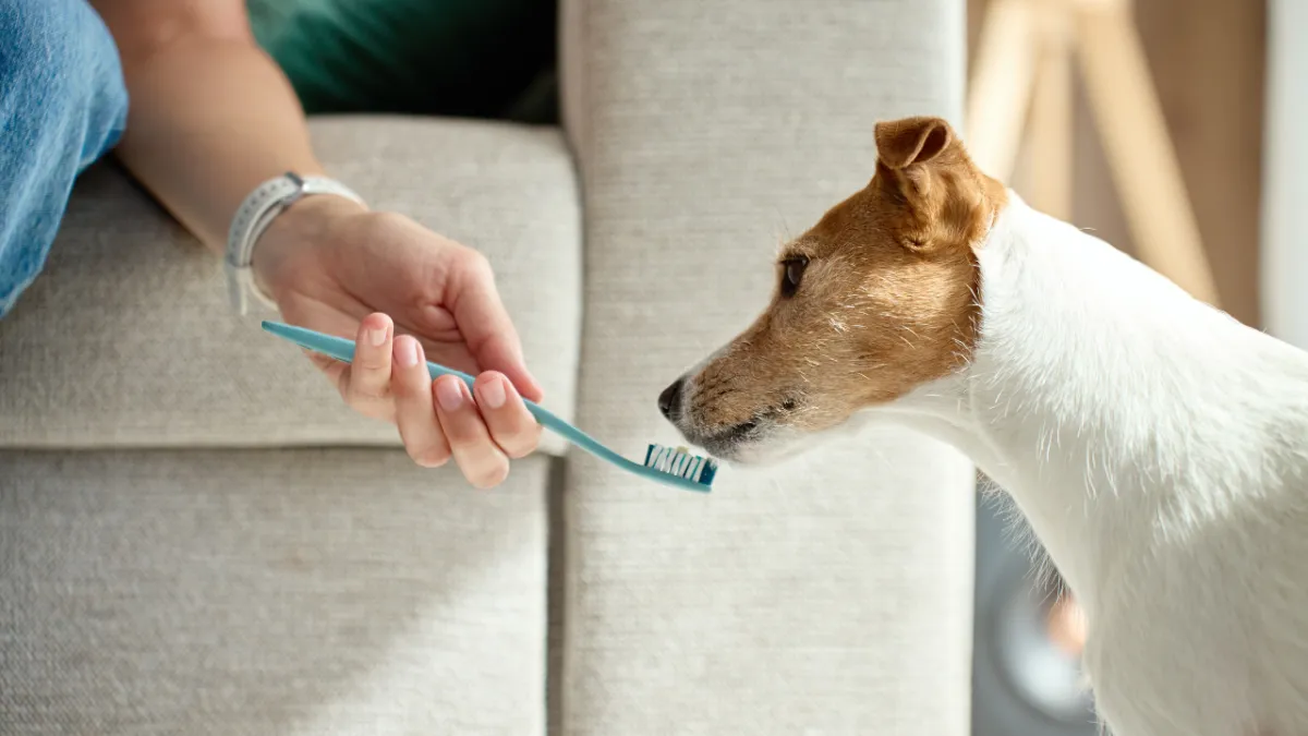 Kedi ve Köpeklerde Ağız Kokusu: Gizli Tehlike Diş Taşı