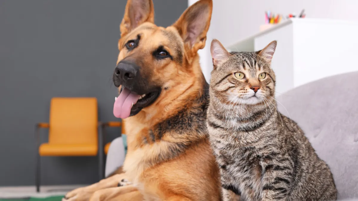 Kedi ve Köpeklerde Ağız Kokusu: Gizli Tehlike Diş Taşı