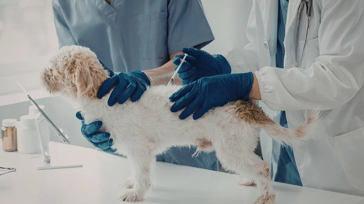 Hayat Kurtaran Kalkan: Kedi ve Köpeklerde Aşı Takvimi