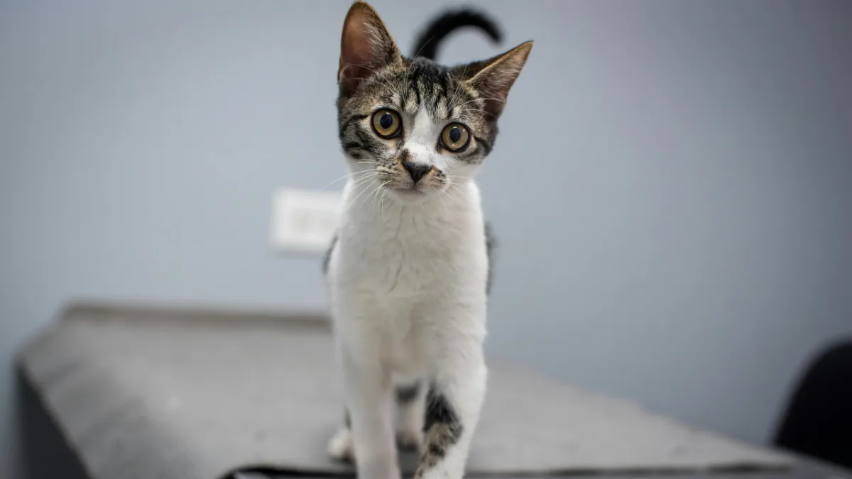 Hayat Kurtaran Kalkan: Kedi ve Köpeklerde Aşı Takvimi