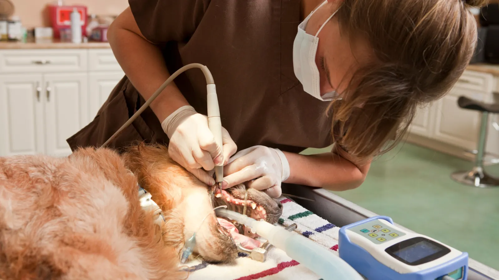 Diş Tedavisi